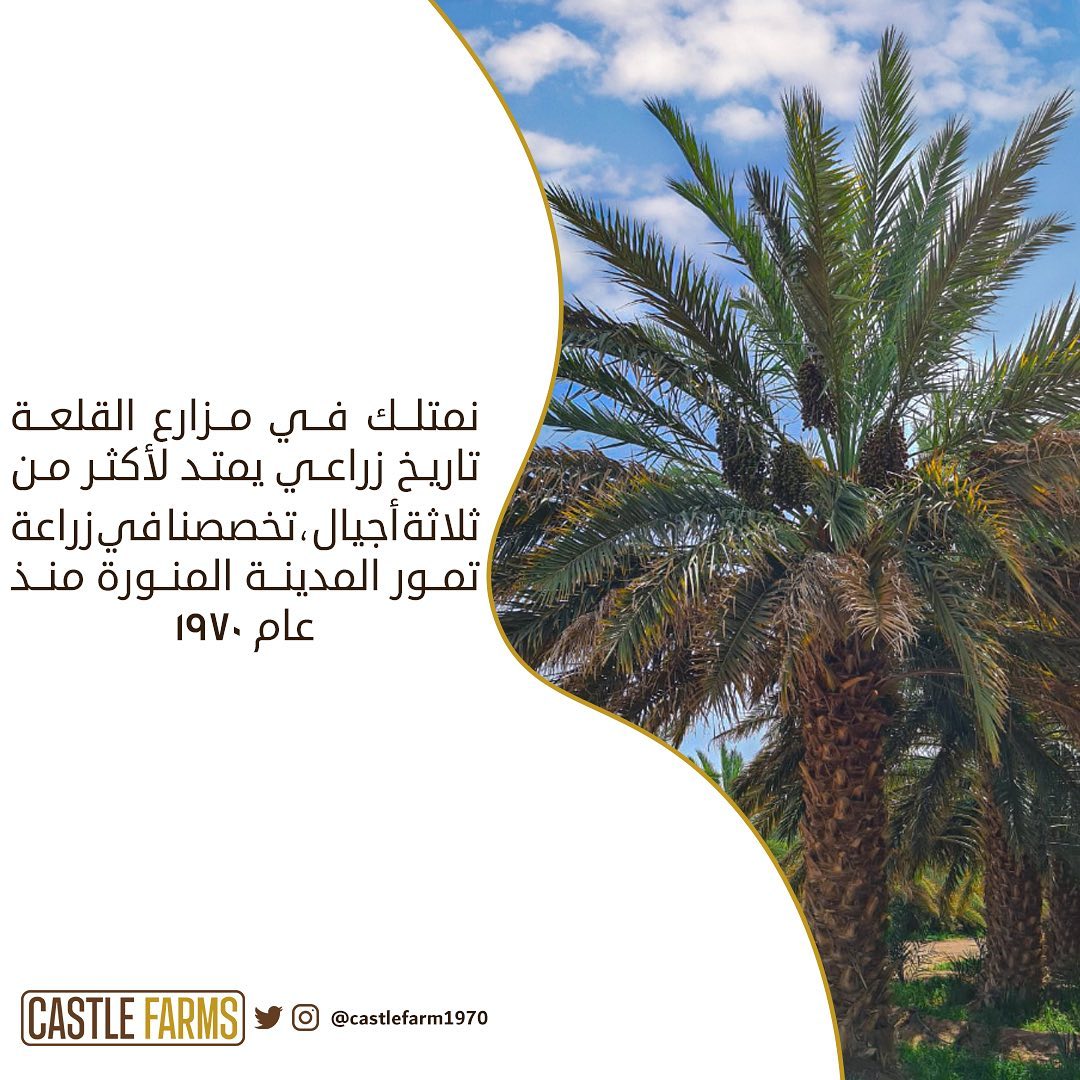مزارع القلعة  1